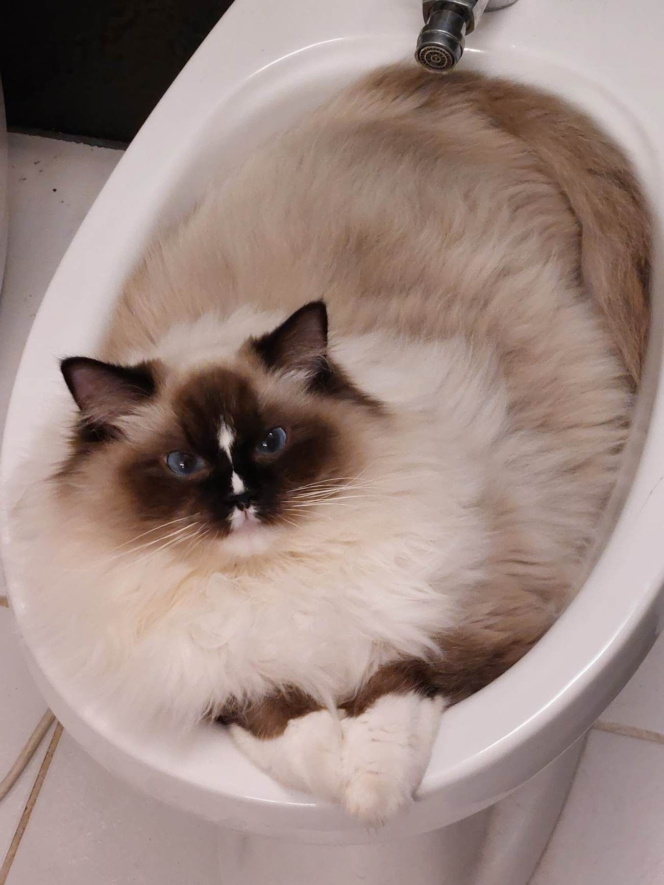 /images/Galeria/Ragdoll Rajongók Rezidenciája/18 Éva Mazagáné Molnár 2.jpg